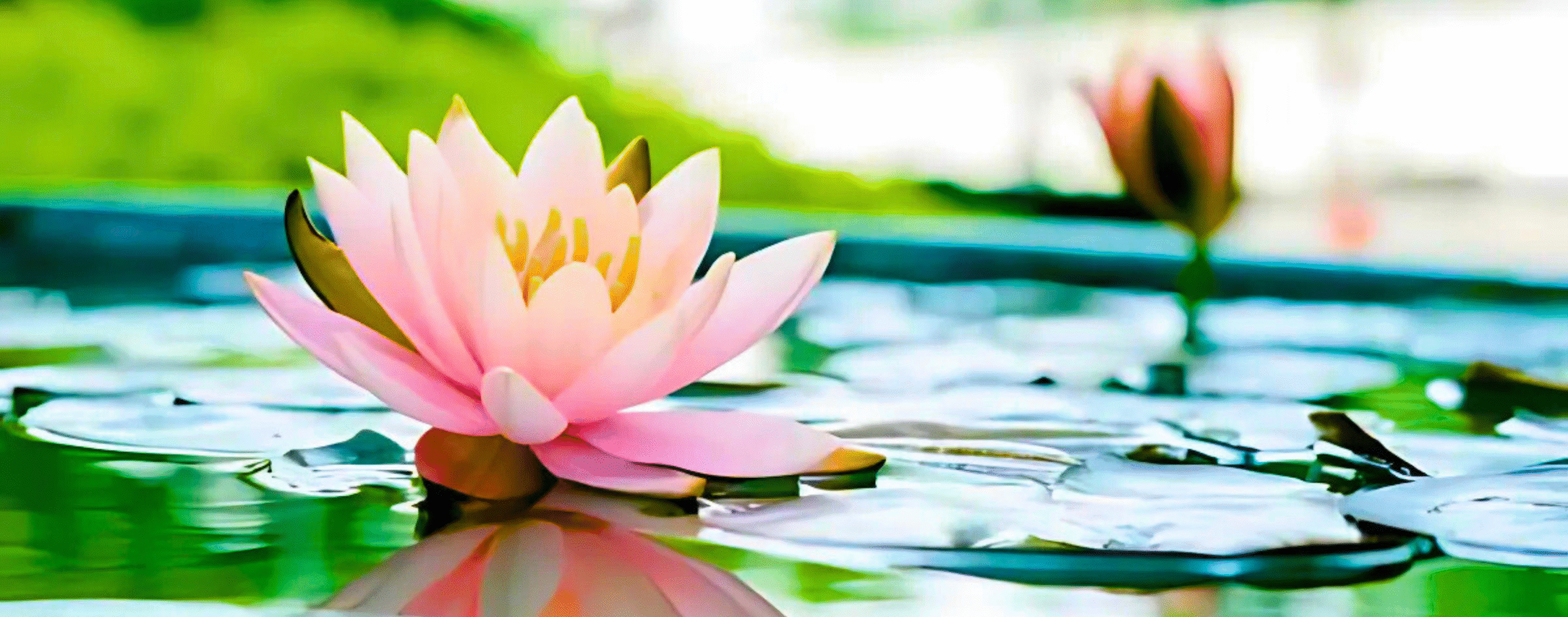 Irisha luz y guía terapia